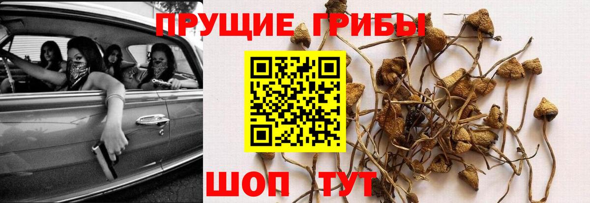 Псилоцибиновые грибы Cubensis Орск
